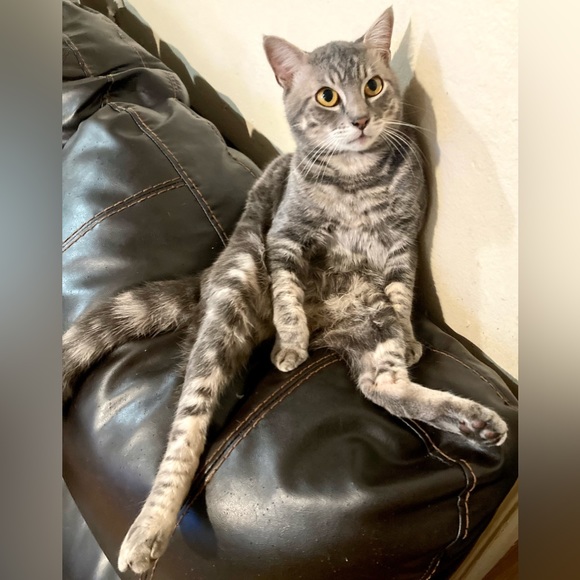 Budenn - Picture 5 of 5